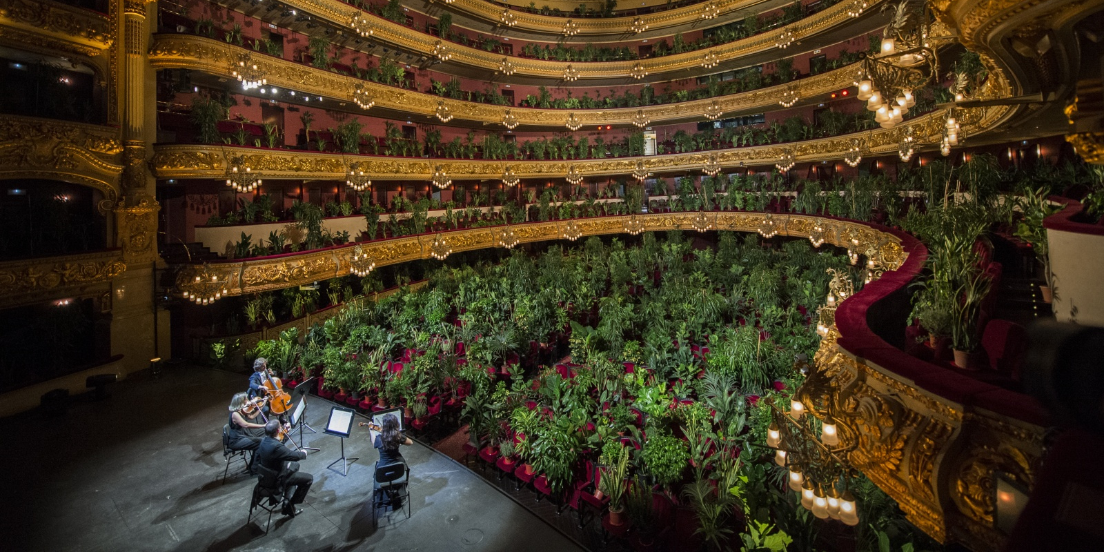 um concerto para plantas criadas em estufa é triste